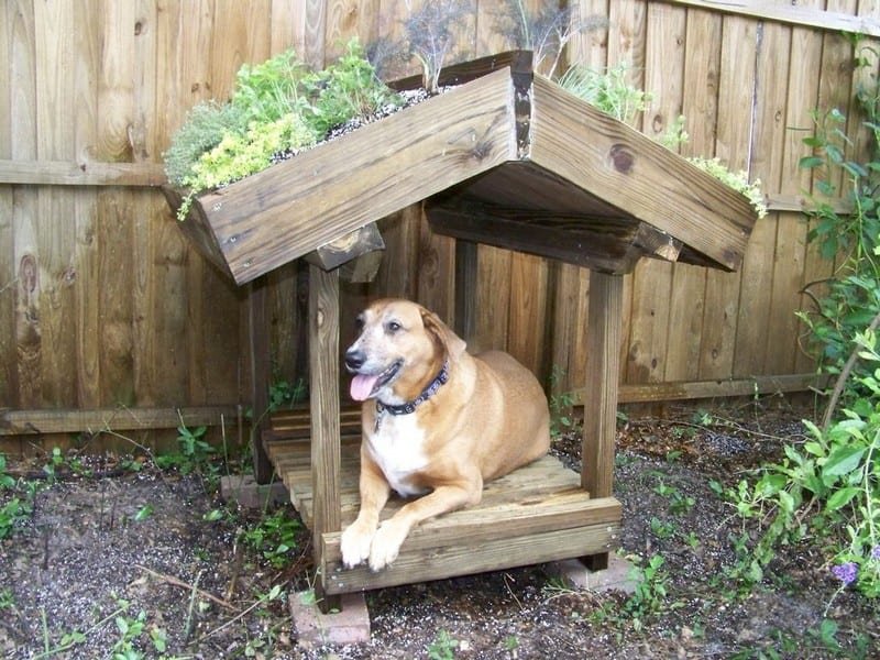 Green Roof Dog House