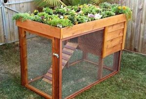 Chicken Coop with Green Roof