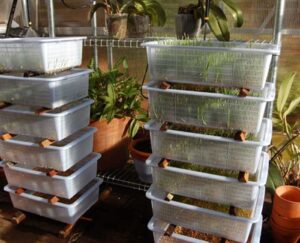 Fodder Project Livestock Fodder Growing System: 8-Step Build to Save Money – Your ...