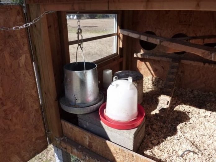 Heated Chicken Waterer