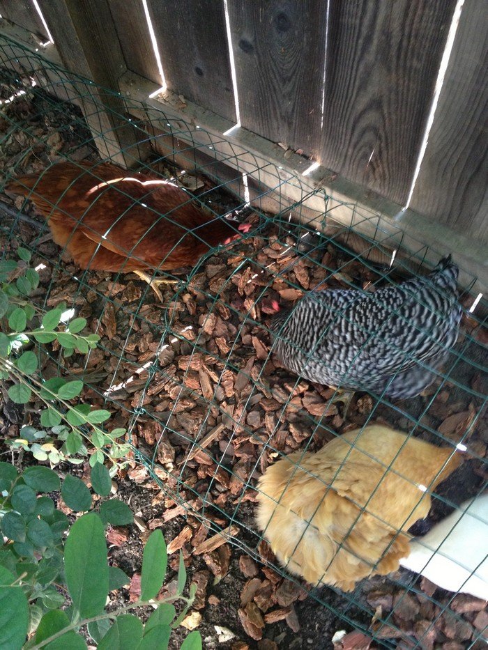 Chicken tunnel