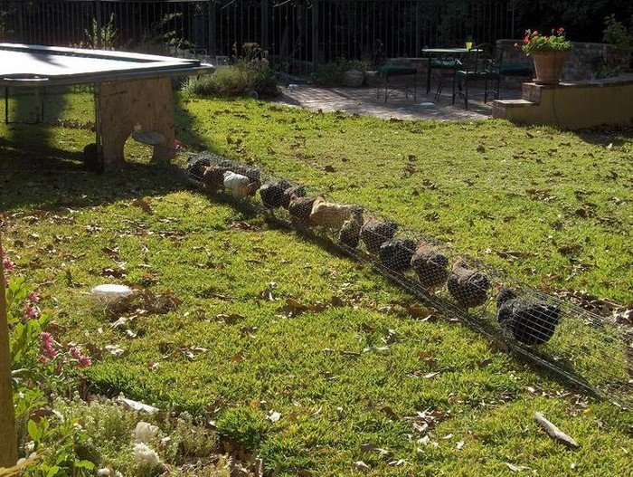 Chicken tunnel