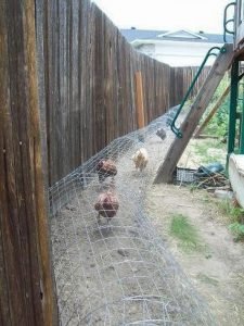 Chicken tunnel