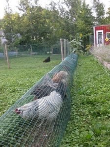 Chicken tunnel