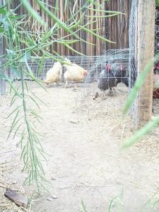 Chicken tunnel