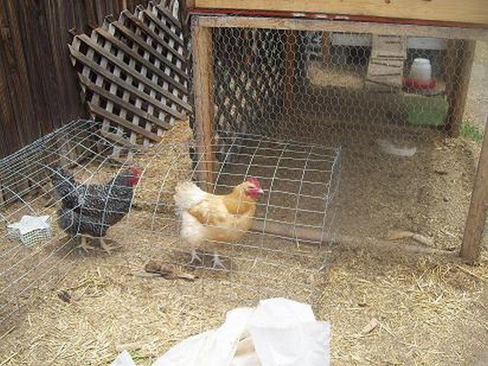 Chicken tunnel