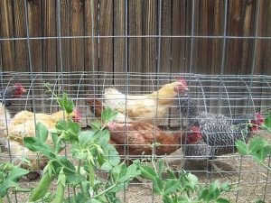 Chicken tunnel