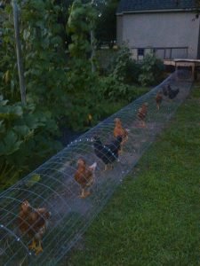 Chicken tunnel