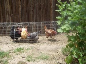 Chicken tunnel