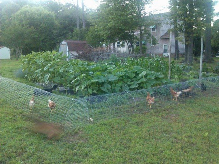 Chicken tunnel