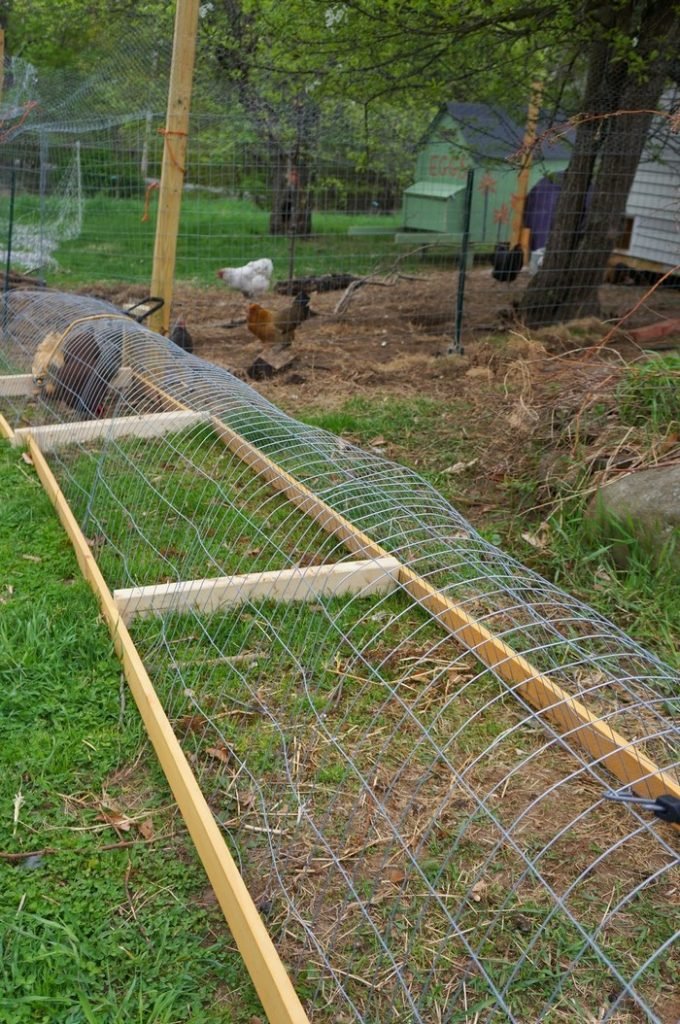 Chicken tunnel