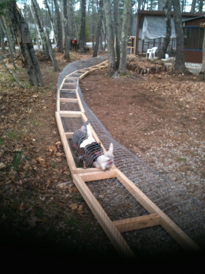 Chicken tunnel
