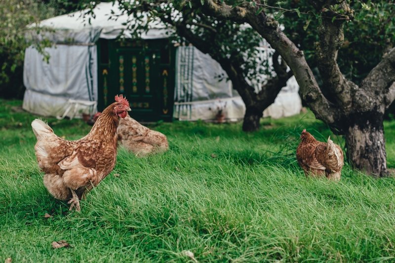 The yurt can stay but those chooks have got to go!