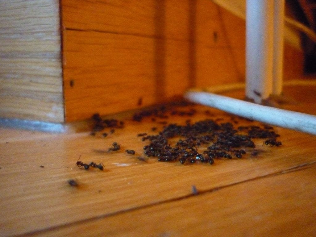 Prevent Pests