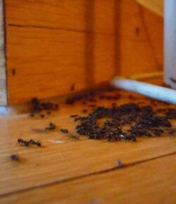 Prevent Pests