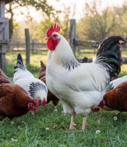 An image of Sussex chicken breeds.