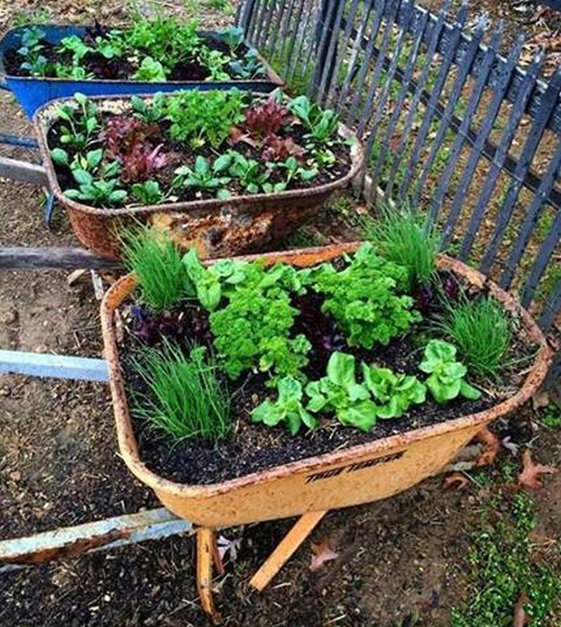 Create awesome planters using RECYCLED wheelbarrows!