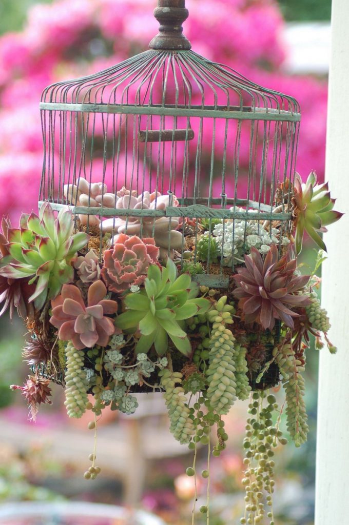 Have you got an old bird cage that has seen better days?  Why not create a hanging planter using succulents (those plants we sometimes mention that thrive on neglect and minimal water).