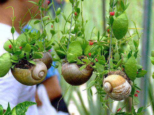 Is this justice or what! Never, in a month of Sundays, would I have thought to re-purpose snail shells. Great idea?  BTW, before you squish your next snail, make sure you are not killing a predator. Yes, there are snails whose diet is other snails!