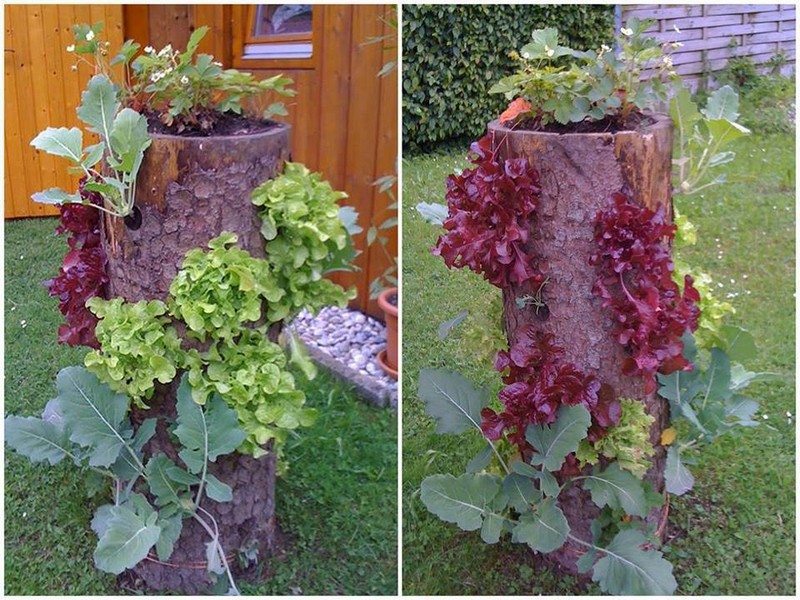 It's vertical gardening. It's recycling. It's growing your own food.