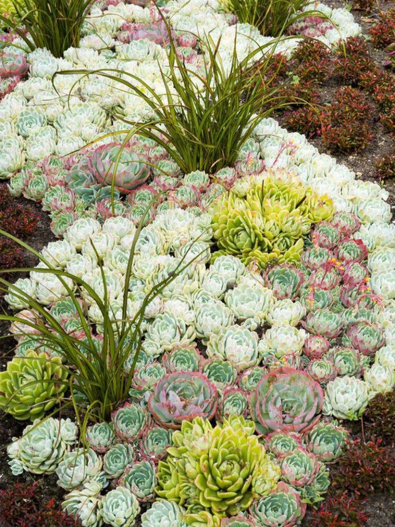 This is such a great example of succulents at work. If you haven't heard of them, they thrive on neglect, poor soil and minimal water. What more do you want in a plant?