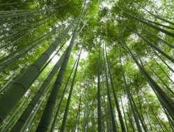 Sagano Bamboo Forest - Kyoto area Japan