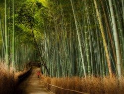 Sagano Bamboo Forest - Kyoto area Japan