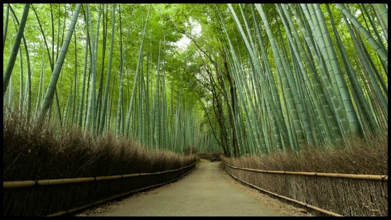 The Sagano Bamboo Forest – Kyoto Japan