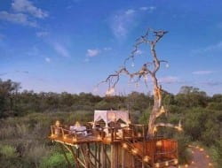 Is it a tree house or is it glamping or some combination of the two? We can tell you it's the Lion Sands Ivory Lodge in Kruger Game Reserve.