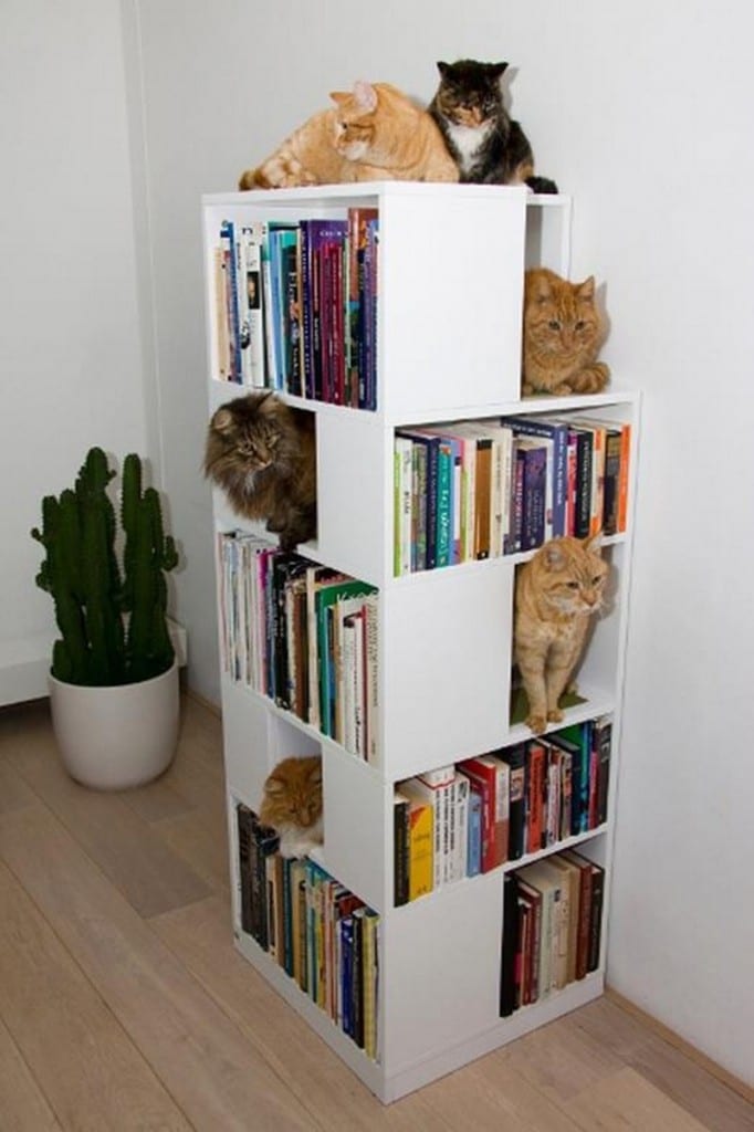 Having spent a day cleaning out the kids wardrobes and drawers with the cat
