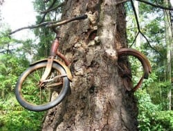 How long do you think you need to leave a bike leaning against a tree for this to happen?