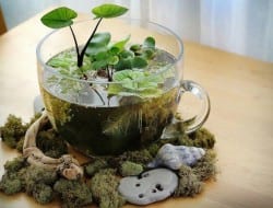 If you are looking for a teeny project, this could be the answer for you.  While this little teacup has been turned into a water feature, you could also make a mini terrarium out of a similar item.  You could even use a vase and a water plant to create a permanent living floral arrangement.  If you like it, don't forget to share it too.