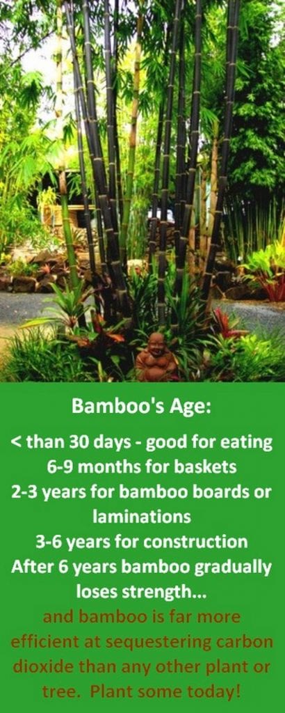 Bamboo - use by culm age