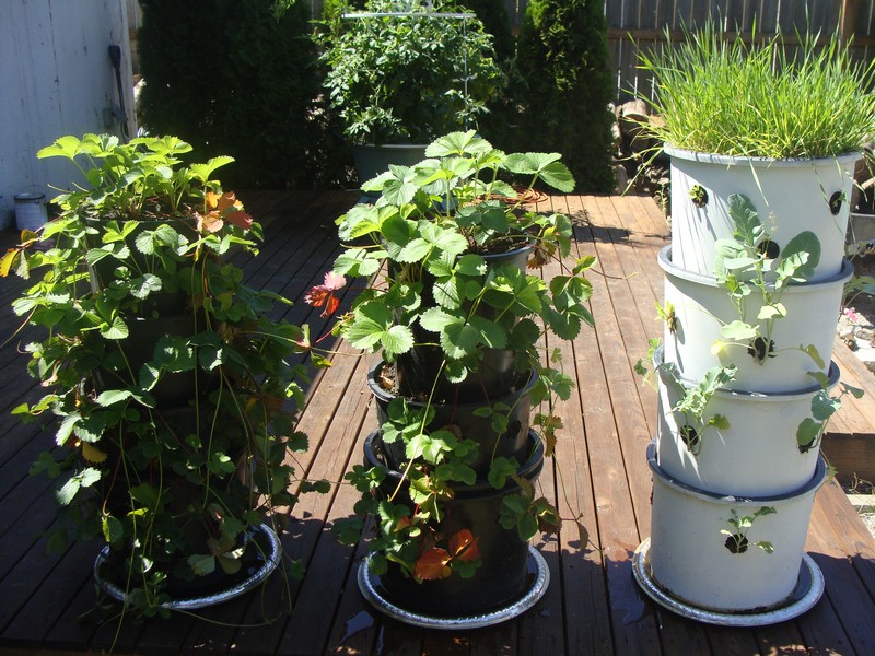 Recycled Pots Vertical Garden - Washington Lawns