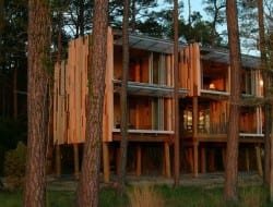 Loblolly - the forest for the trees