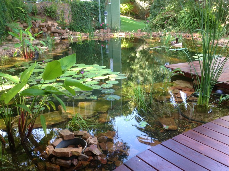 Natural Swimming Pond