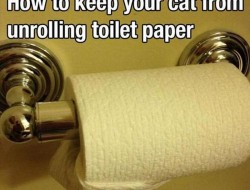 How to keep your cat from unrolling toilet paper.