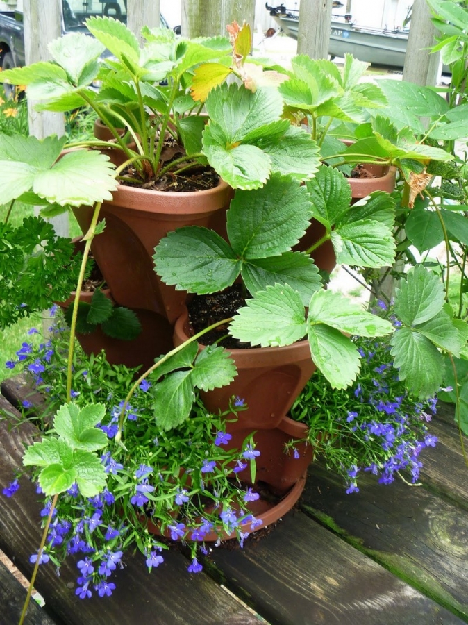 Stacked Pots for Strawberries