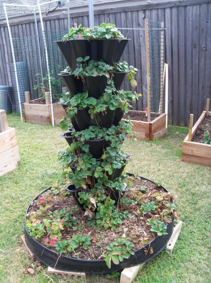 Stacked Pots for Strawberries