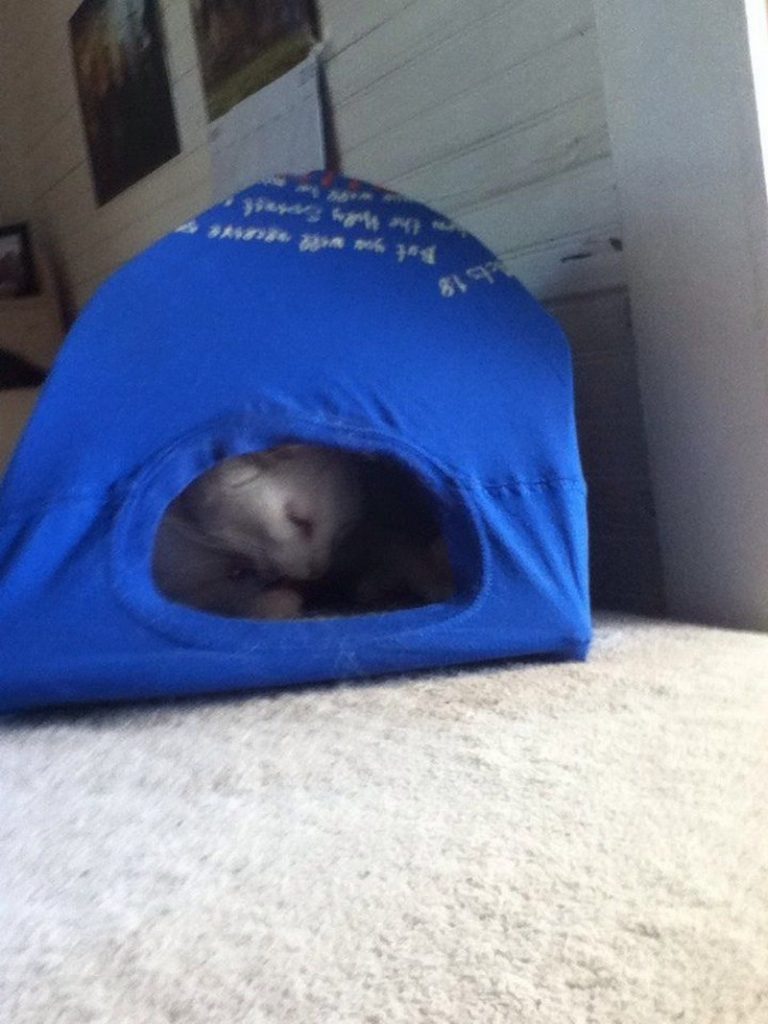 DIY Cat Tent