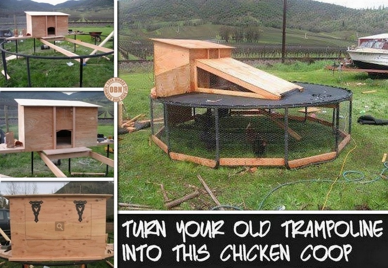 DIY Trampoline Chicken Coop