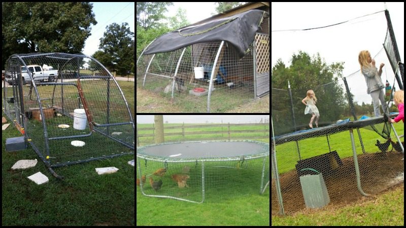 Diy Trampoline Chicken Coop The Owner Builder Network