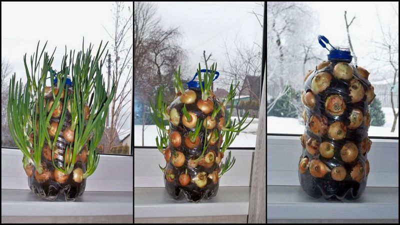 DIY Vertical Onion Planter â€