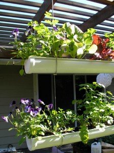 Unique Hanging Gutter Garden: Cheap 5-Step Gardening Project