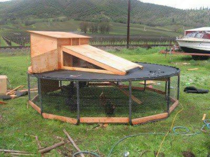 DIY Trampoline Chicken Coop