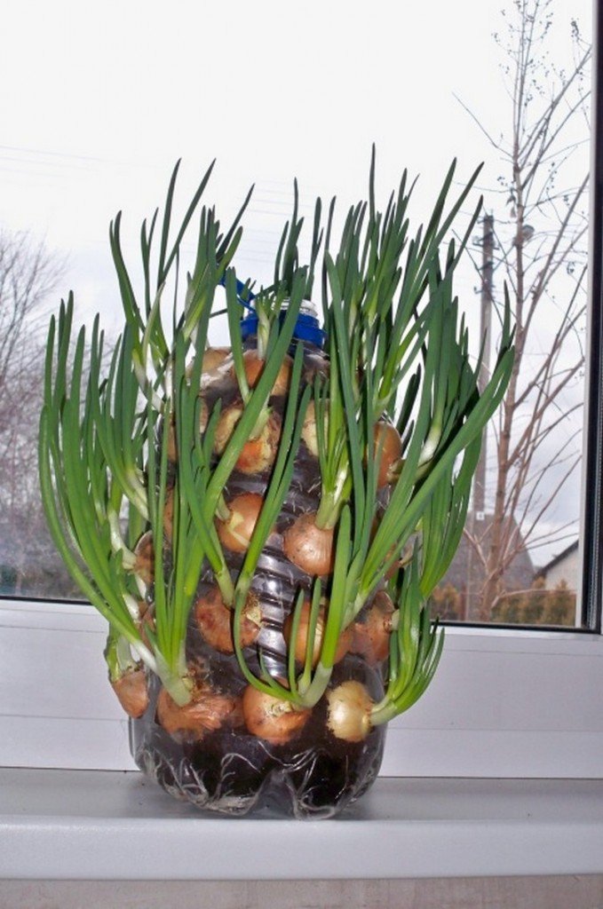 DIY Vertical Onion Planter