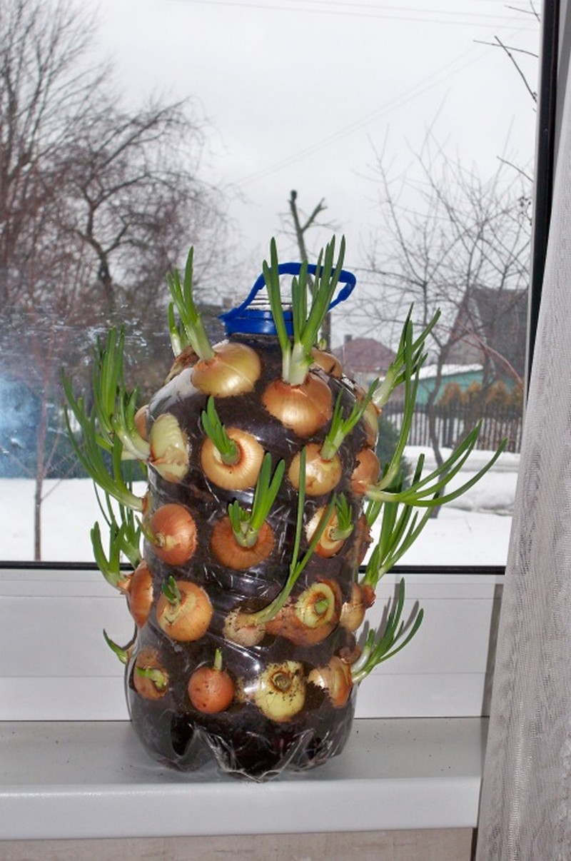 DIY Vertical Onion Planter