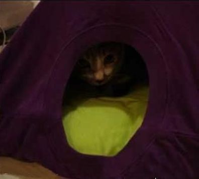 DIY Cat Tent