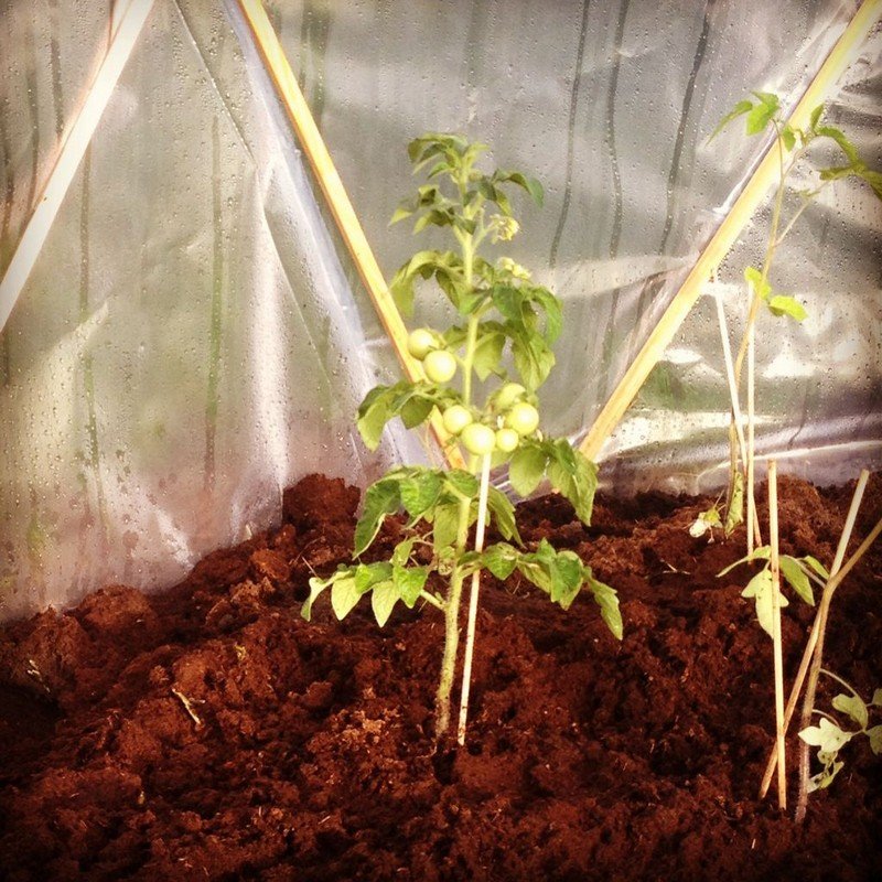 DIY Geodesic Dome Greenhouse - Inside view