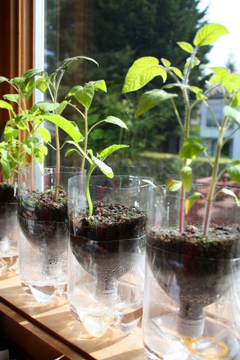 DIY Self-Watering Seed Starter Pots - Finished Self-Watering Seed Starter Pots
